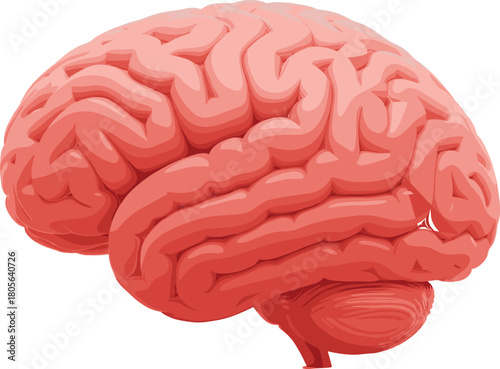 Human brain anatomy illustration, medical science drawing, neuroscience diagram, cerebrum cerebellum brainstem, educational biology sketch, healthcare knowledge, anatomy learning resource