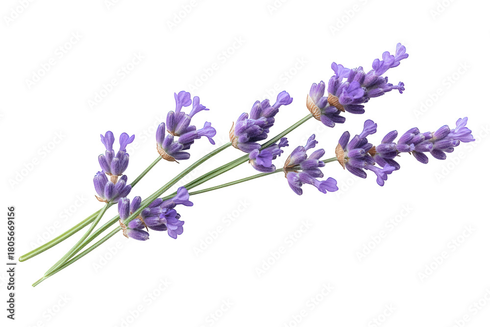 Obraz premium Closeup of lavender sprigs isolated on transparent background, showcasing their delicate purple flowers and slender green stems in a simple yet elegant composition