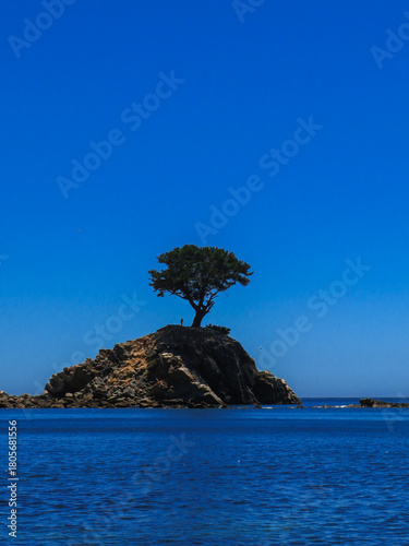 Single tree dominating the coastal scenery in Ramuntcho, Chile
