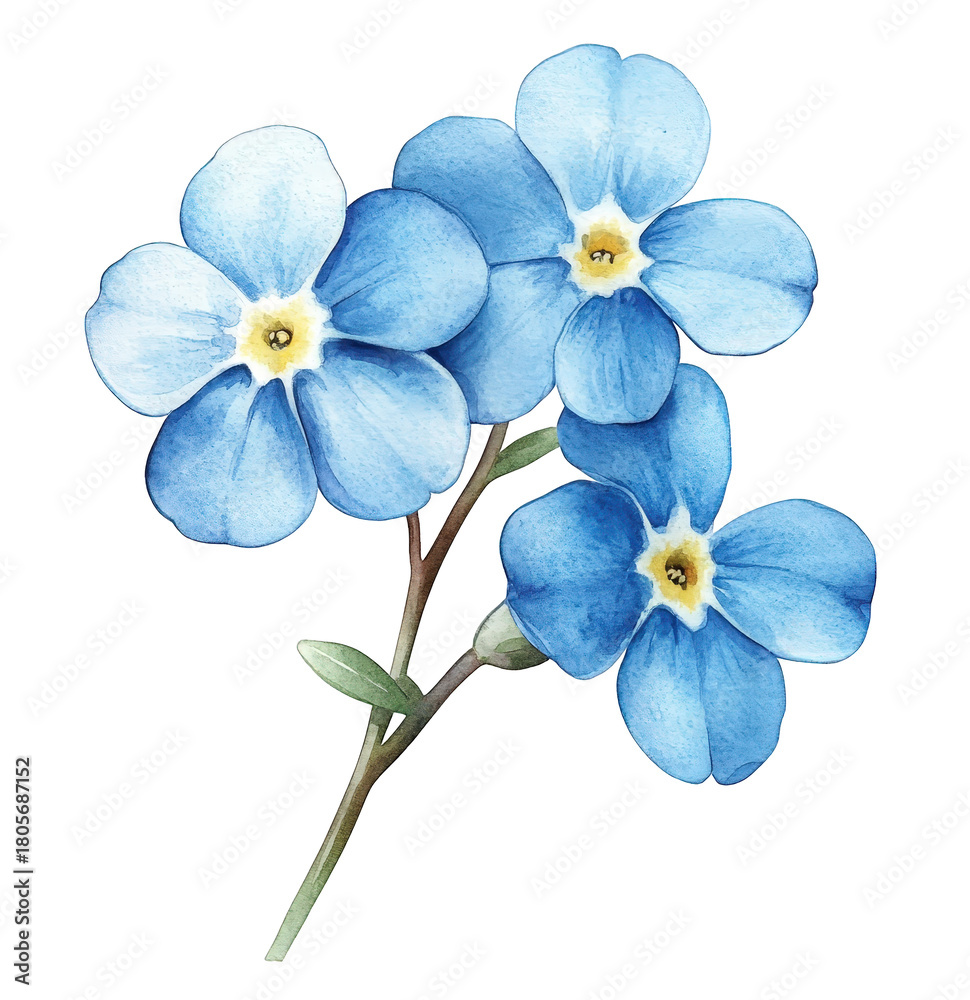 Fototapeta premium Watercolor illustration of a cluster of forgetmenot flowers, isolated on transparent background, showcasing delicate blue petals and green leaves in a botanical style