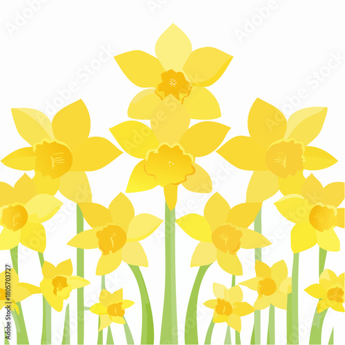 Spring flowers narcissus isolated on white background
1