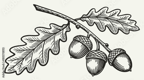 Vintage Oak Leaves and Acorns Engraving Illustration