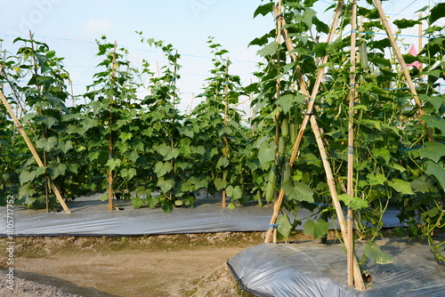 Obraz na płótnie Cucumber plant, cucumber harvest, cucumber