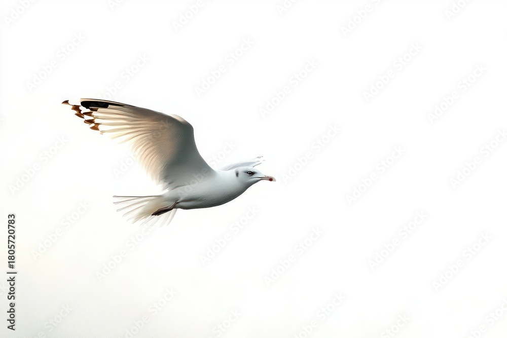 Obraz premium Single seagull gliding with outstretched wings against a bright white sky, evoking freedom and serenity
