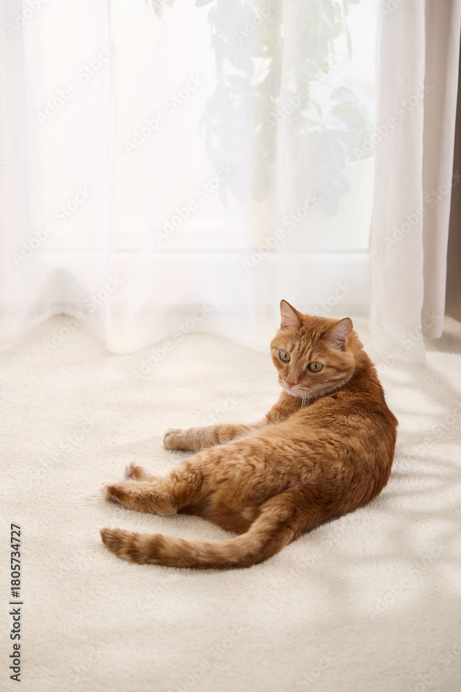 Obraz premium A ginger tabby cat sits alone on a dirt trail with trees behind. The relaxed posture and soft forest light create a peaceful view.