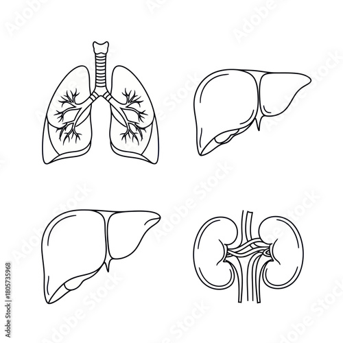 Set of human internal organs line art icons showing the lungs, liver, and kidneys