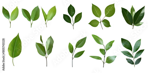A collection of various green leaves different shapes. sizes. and textures. arranged artistically on a white background. ideal for nature-themed designs or educational purposes