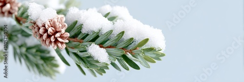 Pine tree branch covered in snow