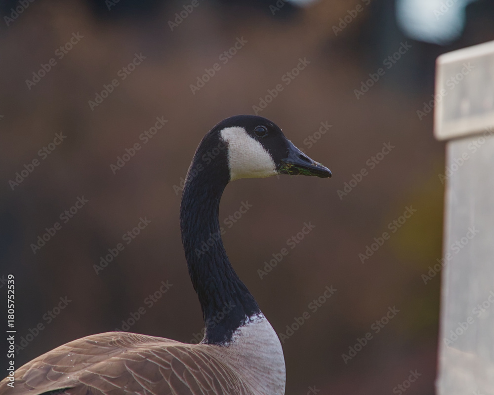 Obraz premium canada goose portrait