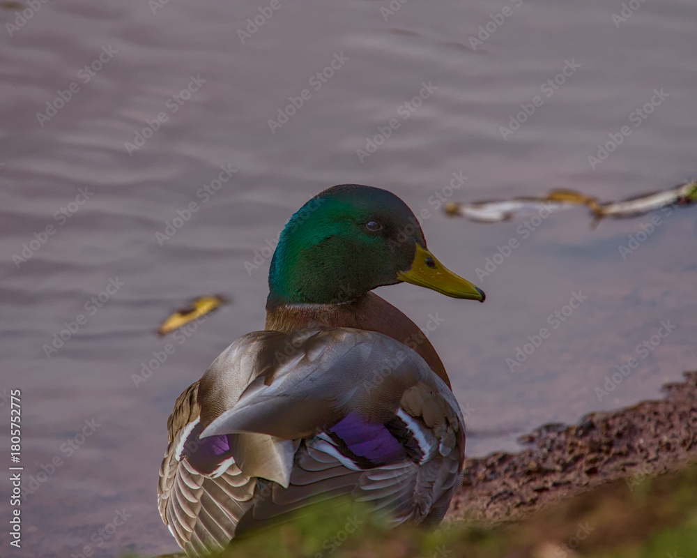 Obraz premium duck on the water