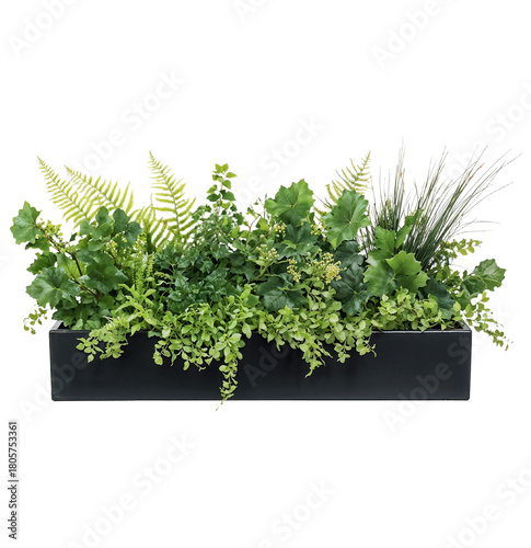 Rectangular black planter containing various ornamental plants and grasses with different textures and heights, ideal for contemporary landscape design isolated on transparent background