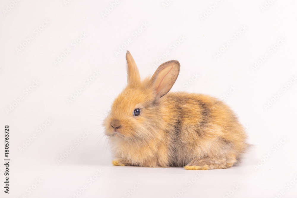 Obraz premium Bunny easter fluffy rabbits posing on white nature background on sunny day, Lovely mammal with beautiful bright eyes in nature life. Symbol animal of easter day. Healthy rabbit in many colors.