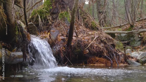 A close up shot of a small, tranquil waterfall flowing over mossy rocks and tree roots in a dense forest. The water cascades into a clear stream, surrounded by fallen leaves and the bare branches of t