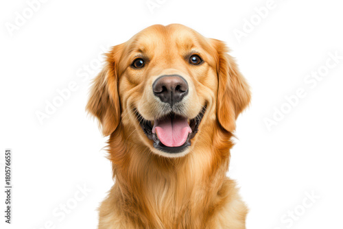 A cheerful golden retriever dog with a bright smile. its friendly nature against a plain white background. ideal for pet-related content and advertisements