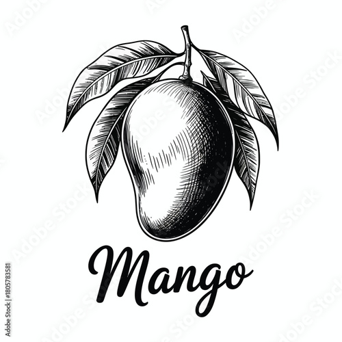 Vintage hand drawn mango fruit with leaves and text