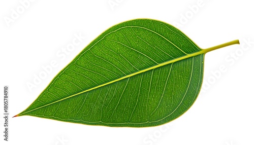 A vibrant green leaf with prominent veins and a yellow stem on a clean white background, showcasing its texture