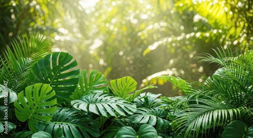 Fototapeta Naklejka Na Ścianę i Meble -  Lush green foliage of tropical plants fills the foreground under bright sunlight filtering through the canopy