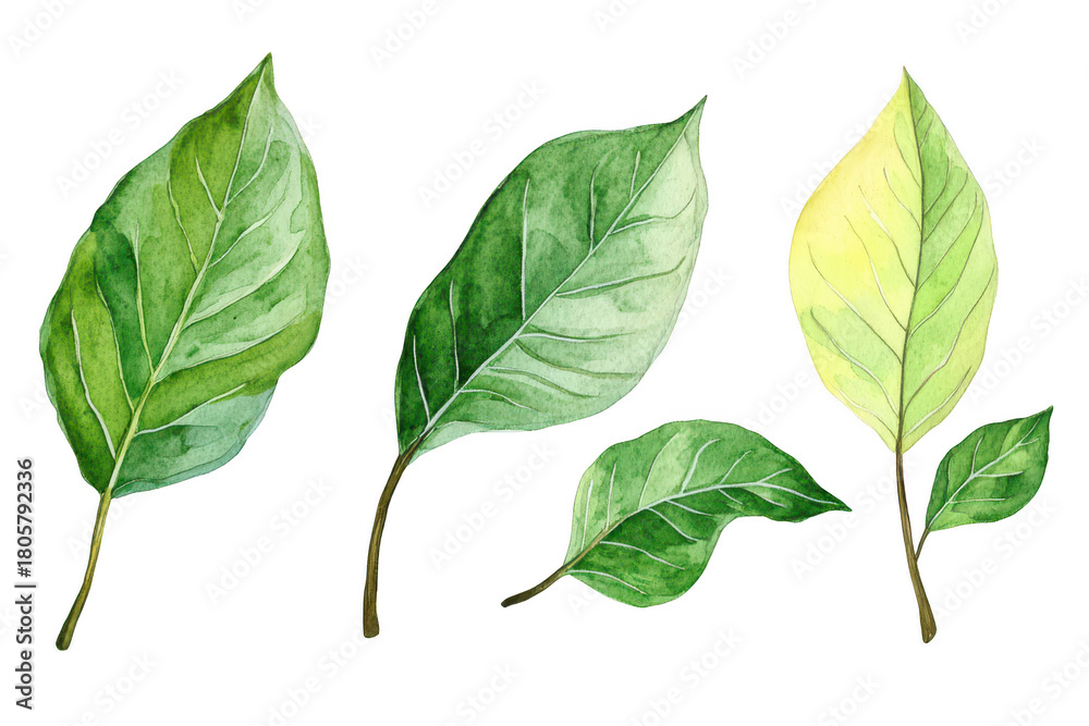 Fototapeta premium A collection of beautifully illustrated green leaves in various shades and sizes. the diversity of foliage. perfect for nature-themed projects and backgrounds