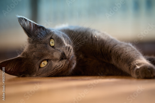 A relaxed gray cat rests on a warm wooden floor