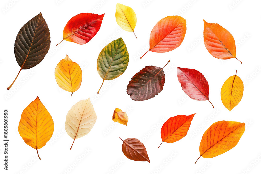 Obraz premium A arrangement of autumn leaves in various colors including red. orange. yellow. and brown. set against a clean white background. the beauty of fall foliage