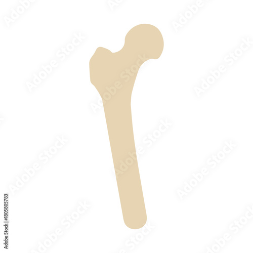 Human Thigh Bone Icon