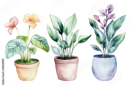 A watercolor illustration three distinct potted plants with colorful flowers and lush green leaves. set against a clean white background. ideal for home decor or gardening themes