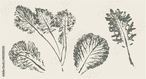 Botanical prints of kale and edible leaves for a salad or menu design