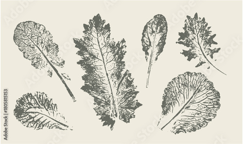 Botanical prints of kale and edible leaves for a salad or menu design