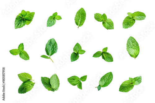 A arrangement of fresh mint leaves displayed on a clean white background. their rich green color and varying shapes. ideal for culinary or herbal use