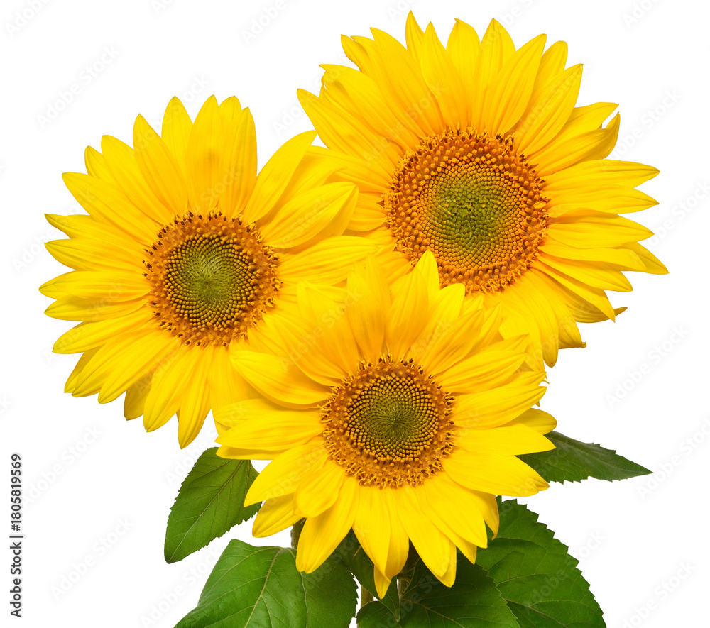 Obraz premium Flower bouquet with three sunflowers isolated on white background. The seeds and oil. Floral arrangement. Picturesque and conceptual scene. Flat lay, top view