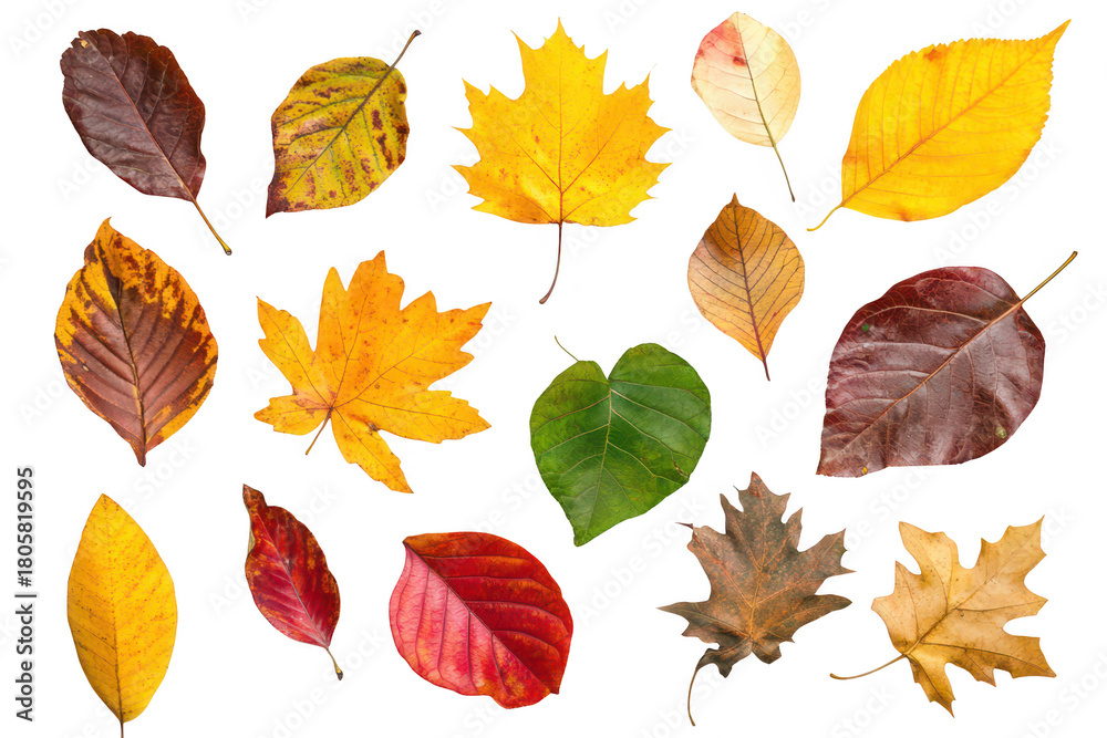 Fototapeta premium A collection of autumn leaves various shapes. colors. and textures. arranged artistically on a clean white background. perfect for nature-themed projects or seasonal decor