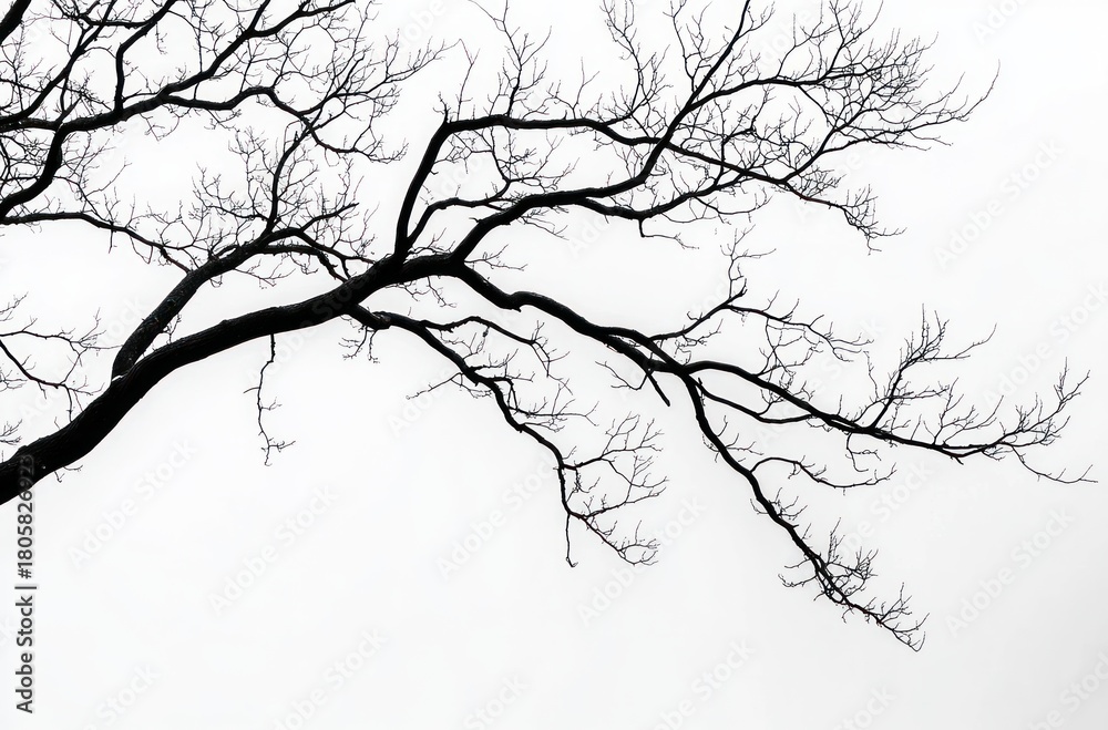 Obraz premium long bare tree branch silhouette against a pale sky conveying quiet solitude and minimalist calm