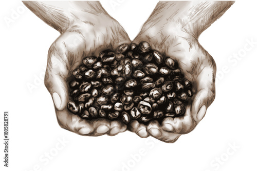 Coffee Bean Sketch in Human Hands. Illustrated hands holding a pile of coffee beans in a detailed sepia style, emphasizing texture, organic harvest, and artisanal coffee production