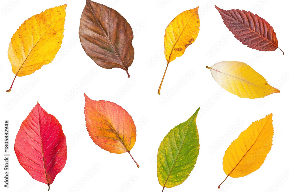 Obraz premium A collection of autumn leaves a variety of colors including yellow. orange. red. and green. arranged artistically on a clean white background for use in seasonal design projects