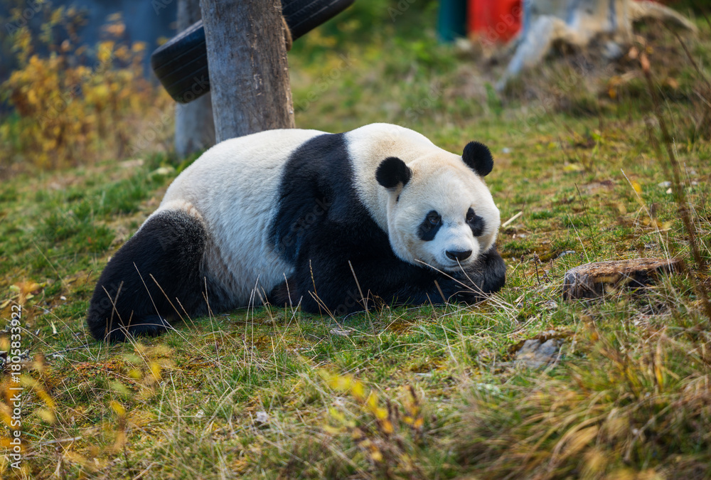 Obraz premium Giant Panda Resting on Grass