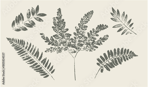 Botanical prints of ferns and leaves. Flat ink illustration of natural plants.