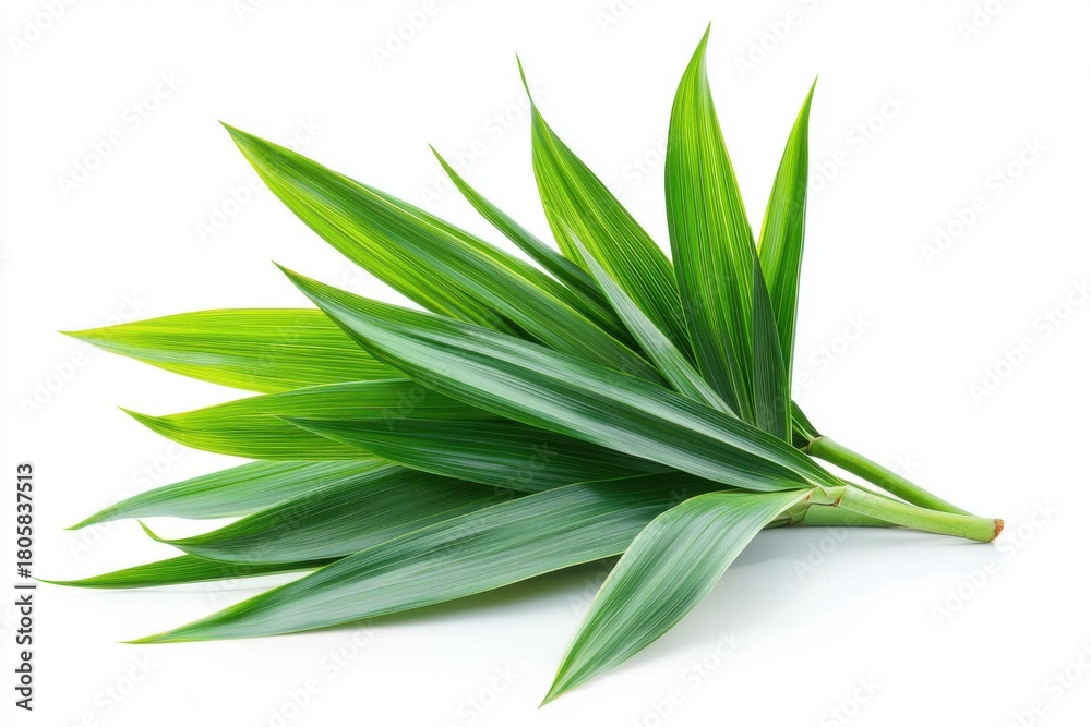 Fototapeta premium Fresh Pandan Leaves on White Background 