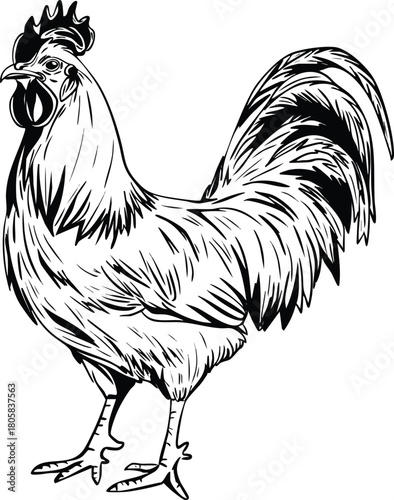 chicken vector image, black and white