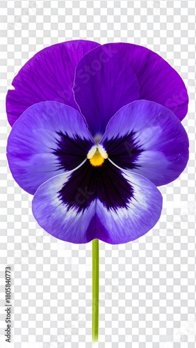 A vibrant pansy, with striking purple and blue petals, centered against a transparent background with a green stem