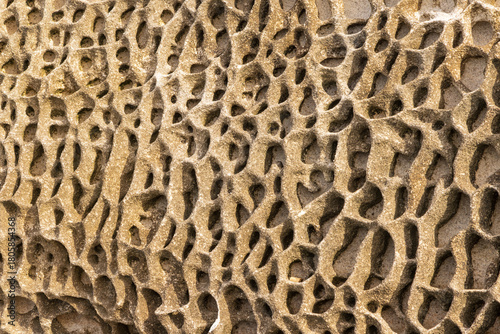 Photography A honeycomb pattern in weathered Hawkesbury sandstone