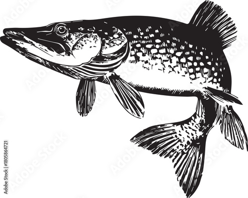 Pike fish black and white art : Captivating illustration of a pike fish, showcasing its sleek body and distinctive features, with a focus on simplicity and style. 