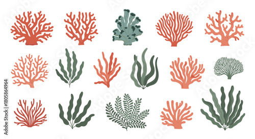 A collection of stylized illustrations depicting various types of coral and marine plants in warm orange and cool green hues on a white background.