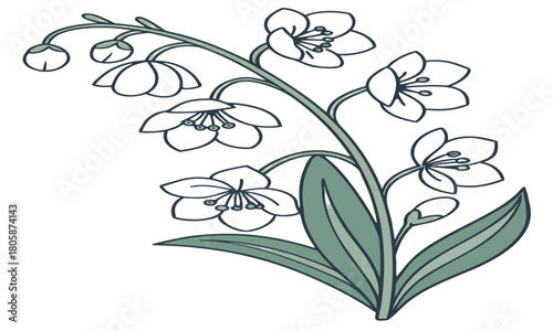 Illustration of a flowering plant with white blossoms and green leaves on a white background design art