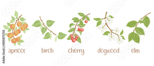 vector drawing set of tree branches with seeds, fruits, flowers and green leaves isolated at white background, apricot, birch, dogwood, elm and cherry, hand drawn illustration