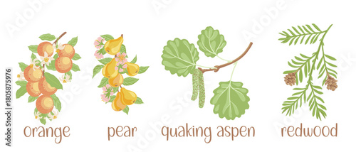vector drawing set of tree branches with seeds and green leaves isolated at white background, orange, pear, quaking aspen and redwood hand drawn illustration