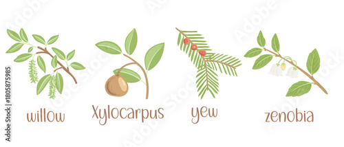 vector drawing set of tree branches with seeds,fruits,berries and flowers and green leaves isolated at white background, willow, xilocarpus, yew and zenobia, hand drawn illustration