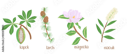 vector drawing set of tree branches with seeds , flowers and green leaves isolated at white background, kapok, larch, magnolia and niaouli, , hand drawn illustration
