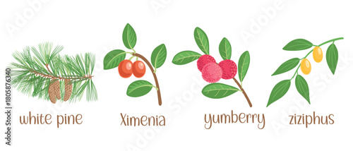 vector drawing set of tree branches with fruits and green leaves isolated at white background, white, pine, ximenia, yumberry and zizifus,, hand drawn illustration