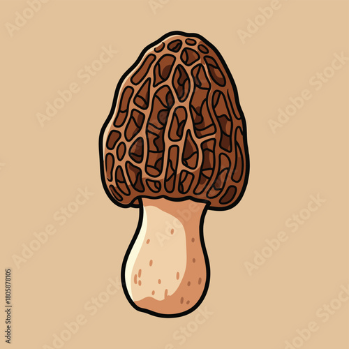 Detailed illustration of a morel mushroom with its characteristic honeycomb cap and light-colored stem on a plain background.