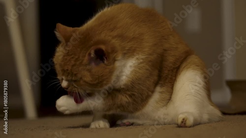 A ginger cat washes itself before going to bed